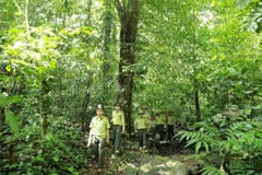 Quản lý bền vững rừng phòng hộ: Hướng phát triển, thu hút nguồn lực