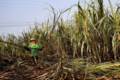 Ảnh minh họa. (Nguồn: AFP)