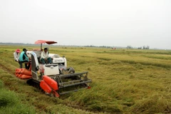 Để hạn chế thiệt hại, nhiều gia đình ở xã Hàm Ninh, huyện Quảng Ninh (Quảng Bình) phải tiến hành thu hoạch sớm. (Ảnh: Văn Tý/TTXVN)