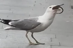 Đoạn video gây sốt cảnh hải âu đói bụng nuốt chửng con chuột khổng lồ