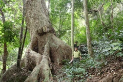 Diện tích rừng toàn quốc đã tăng so với năm 2018. (Ảnh: Vũ Sinh/TTXVN)