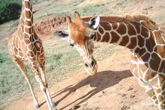 Bức ảnh selfie của một chú hươu cao cổ. (Nguồn: ZSL)