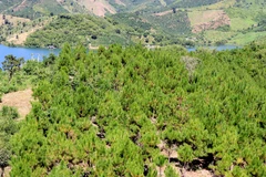 Quản lý bền vững rừng phòng hộ: Thực trạng khó khăn, còn nhiều bất cập