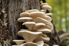 Nấm sò. (Nguồn: Amazon)