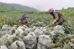 Giá dứa ổn định khiến nông dân phấn khởi. (Ảnh: Nguyễn Oanh/TTXVN)