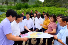 Giám đốc Quốc gia WB tại Việt Nam và lãnh đạo tỉnh Hà Giang khảo sát dự án cải thiện nông nghiệp. (Ảnh: TTXVN phát)