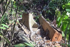 Gỗ được lâm tặc bỏ lại trong rừng khi bị Kiểm lâm phát hiện. (Ảnh: Xuân Triệu/TTXVN)