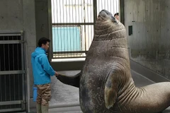 Ngỡ ngàng trước kích thước khổng lồ của các loài động vật