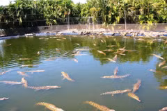 Những con cá sấu tại công viên hoang dã Crocodylus. (Nguồn: mapio.net)