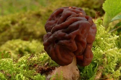 Loại nấm độc chết người được dân Phần Lan ưa chuộng