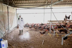 Tiêu độc, khử trùng chuồng trại gia cầm. (Ảnh: Vũ Sinh/TTXVN)