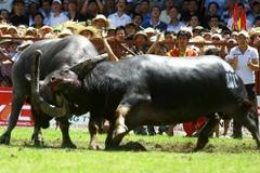 Câu chuyện lễ hội: “Bao giờ cho hết những vòng… quẩn quanh?”