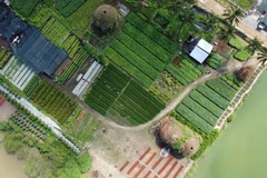 Nhiều diện tích đất để trống không xuống giống. (Ảnh: Huỳnh Phúc Hậu/TTXVN)