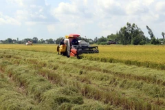 Thu hoạch lúa Hè Thu 2020 sản xuất theo mô hình cánh đồng lớn ở huyện Hòn Đất (Kiên Giang). (Ảnh: Lê Huy Hải/TTXVN)