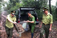 Lực lượng chức năng thả 8 cá thể khỉ về với môi trường tự nhiên. (Ảnh: Lê Ngọc Phước/TTXVN)