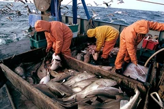 Đảo Greenland đình chỉ thỏa thuận đánh bắt cá với Nga