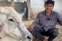Ấn Độ, Indonesia triển khai tiêm vaccine phòng bệnh cho gia súc