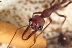 Hướng đi mới trong phát triển liệu pháp điều trị giảm đau từ loài kiến