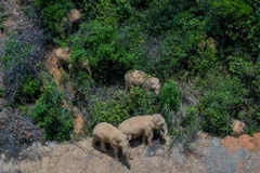 Các nước châu Phi cảnh báo về nguy cơ tuyệt chủng của loài voi rừng