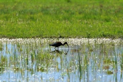 Khai mạc Hội nghị COP14 về đất ngập nước tại Trung Quốc và Thụy Sĩ