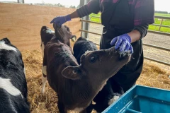 New Zealand thử nghiệm men vi sinh giúp giảm phát thải khí methane