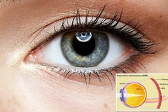 Mỹ sử dụng công nghệ in sinh học 3D tạo mô mắt nghiên cứu bệnh mù lòa