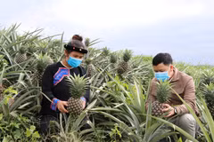 Đảm bảo tính thống nhất, đồng bộ của các chính sách dân tộc