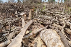 Ủy ban Kiểm tra Phú Yên kỷ luật tổ chức Đảng và đảng viên vi phạm