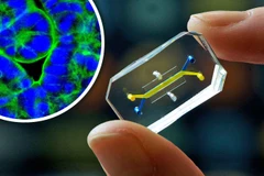 Loại chip mới giúp hiểu hơn về hệ miễn dịch phức tạp của con người