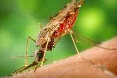 Australia ghi nhận thêm ca tử vong do virus viêm não Nhật Bản