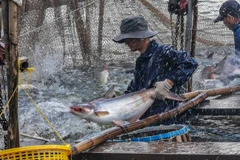 Thận trọng trước tình trạng nông dân đổ xô thả nuôi khi cá tra sốt giá