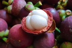 Nông dân Trà Vinh phấn khởi do măng cụt được mùa, được giá