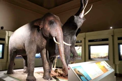 Bảo tàng lâu đời nhất tại Bỉ tích cực bảo vệ các loài nguy cấp