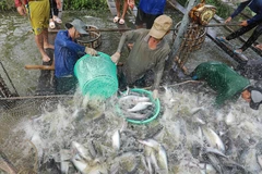 Tỉnh An Giang còn nhiều tiềm năng, lợi thế phát triển kinh tế