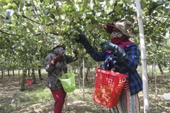 Táo được giá cao, nông dân Ninh Thuận phấn khởi thu hoạch