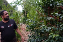 EU cấm nhập khẩu các sản phẩm càphê, ca cao có xuất xứ do phá rừng