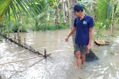 Cảnh báo vùng Đồng bằng sông Cửu Long ứng phó với triều cường