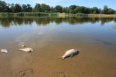 Nhà chức trách Đức: Chất cực độc làm cá chết hàng loạt trên sông Oder