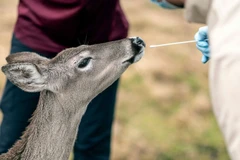 Phát hiện Omicron trên loài hươu, nguy cơ xuất hiện thêm biến thể mới