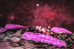 Vi khuẩn đường ruột có thể làm giảm lượng nicotine trong cơ thể