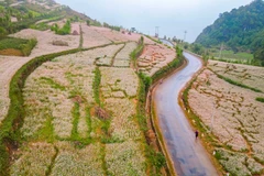 Chiêm ngưỡng vẻ đẹp mùa hoa tam giác mạch trên cao nguyên đá Hà Giang