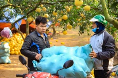 Người dân tất bật thu hoạch giống bưởi đặc sản phục vụ Tết Quý Mão