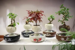 Những cây bonsai bay lơ lửng tạo nên một vẻ đẹp thu hút rất nhiều người quan tâm. (Ảnh: Minh Sơn/Vietnam+)