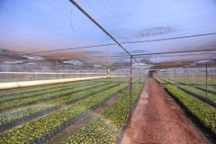 Vườn ươm của WASI mỗi năm cung ứng cho người nông dân Tây Nguyên nói riêng và Việt Nam nói chung khoảng 2 triệu cây giống cà phê từ nhiều hình thức như: Nuôi cấy mô, ghép mới và trồng thực sinh. (Ảnh: Minh Sơn/Vietnam+)