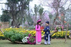 Tết Đinh Dậu 2017, người dân Thủ đô sẽ có dịp được thưởng thức con đường hoa xuân lớn nhất miền Bắc. (Ảnh: PV/Vietnam+)