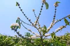 Không phải ai cũng có may mắn đến Tây Nguyên đúng vào mùa hoa vì hoa thường nở nhanh rồi tàn cũng nhanh như chưa từng xuất hiện. (Ảnh: Minh Sơn/Vietnam+) 