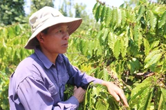 (Ảnh: PV/Vietnam+)