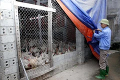 Phủ bạt che chắn cho đàn vật nuôi tránh giá rét. (Ảnh: TTXVN phát)