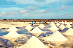 Cánh đồng muối tại huyện Hòa Bình (tỉnh Bạc Liêu). (Ảnh: Chanh Đa/TTXVN)