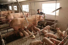 Chăm sóc đàn lợn nái. (Ảnh: Vũ Sinh/TTXVN)